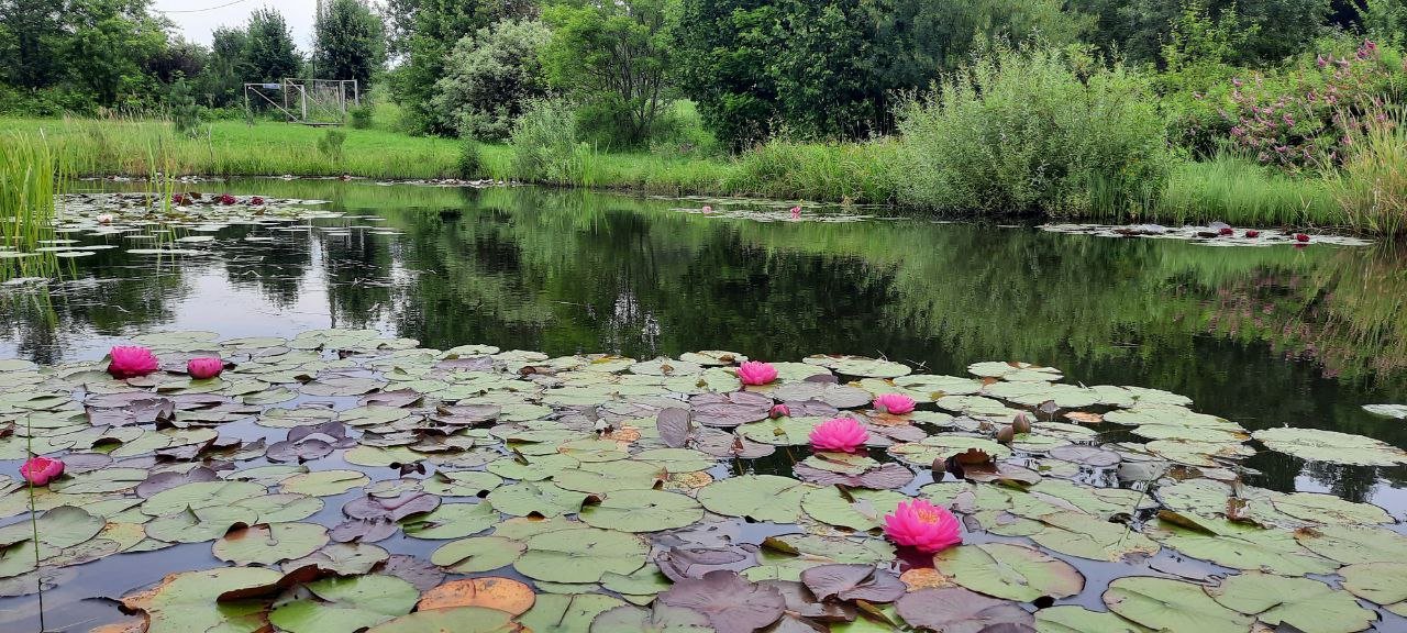 Проектирование и строительство прудов и водоёмов.