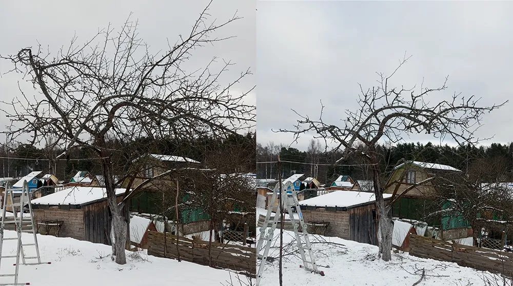 Обрезка плодовых деревьев и кустарников